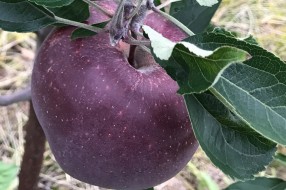 King® Roat Red Delicious