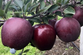 King® Roat Red Delicious