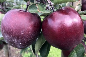 King® Roat Red Delicious