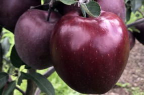 King® Roat Red Delicious 