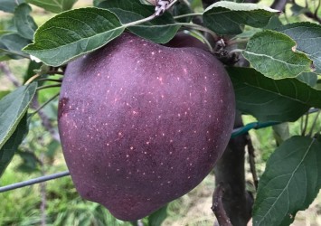 King® Roat Red Delicious - pierwsze drzewka