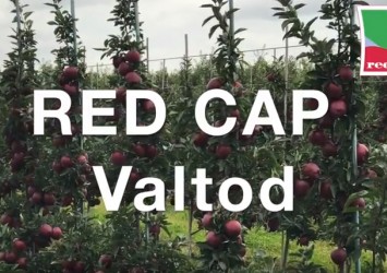 Red Cap® Valtod mutant odmiany Red Delicious